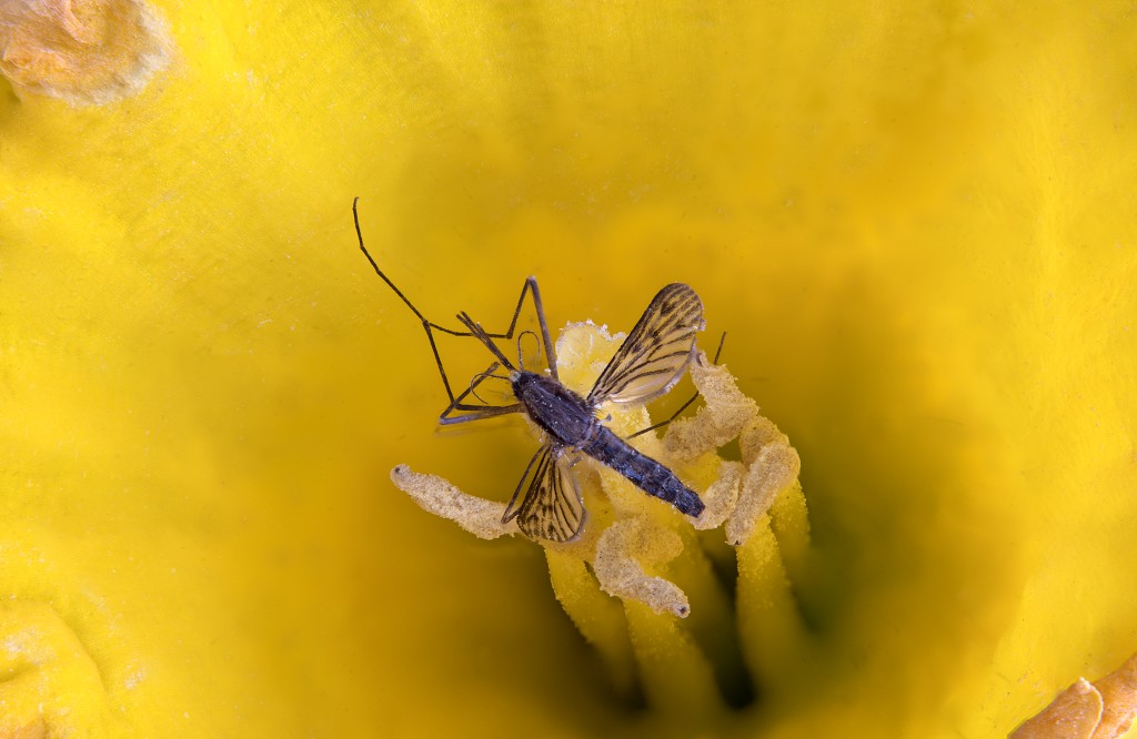 Nematocera insect insecten kever kevers tor torren spin spinnen wesp wespen bij bijen sprinkhaan sprinkhanen vlieg vliegen mug muggen